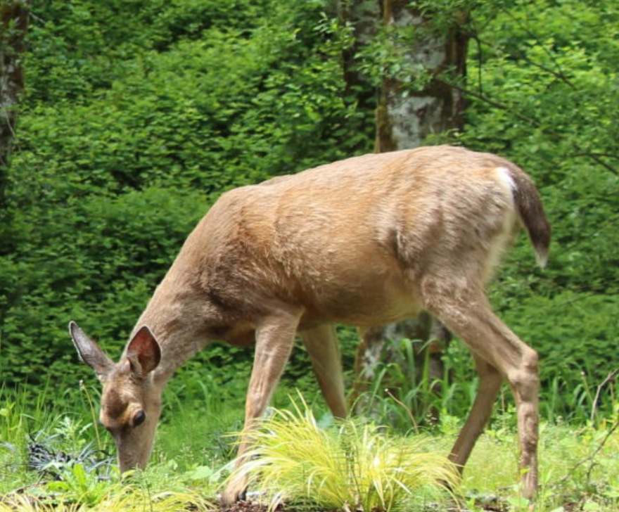 Roadside Visitor